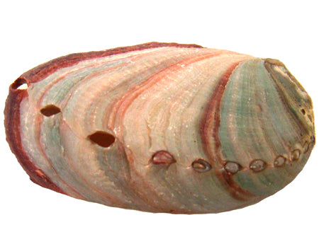 Red Abalone Shell 2-3 inch 12 pack