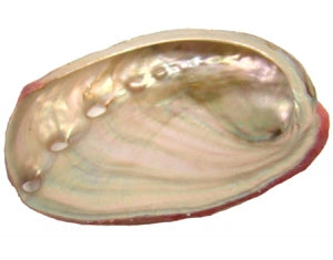 Red Abalone Shell 2-3 inch 12 pack